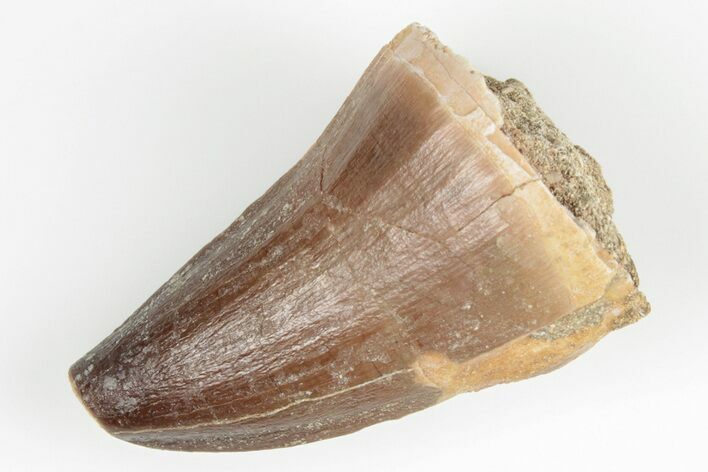 1.7" Fossil Mosasaur (Prognathodon) Tooth - Morocco